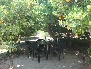 Plant, Fruit, Orange, Tree, Shade