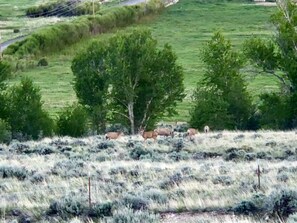 Deer spotted from front porch.