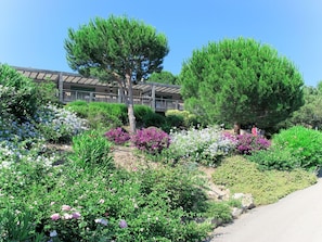 Pflanze, Blume, Himmel, Pflanzengemeinschaft, Grün, Baum, Natürliche Landschaft, Grundstueck, Gras, Gehölz