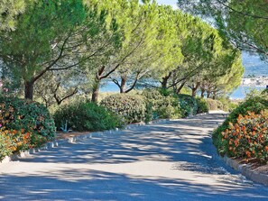 Baum, Natur, Vegetation, Natürliche Landschaft, Blatt, Botanik, Gehölz, Frühling, Pflanze, Walkway