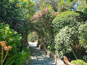 Shrub, Garden, Flower, Botany, Petal, Walkway, Botanical Garden, Annual Plant, Yard, Landscaping