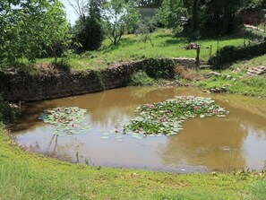 Water, Plant, Water Resources, Flower, Plant Community, Natural Landscape, Tree, Botany, Lake