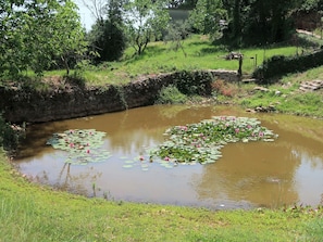 Wasser, Pflanze, Wasservorräte, Blume, Pflanzengemeinschaft, Natürliche Landschaft, Baum, Botanik, See