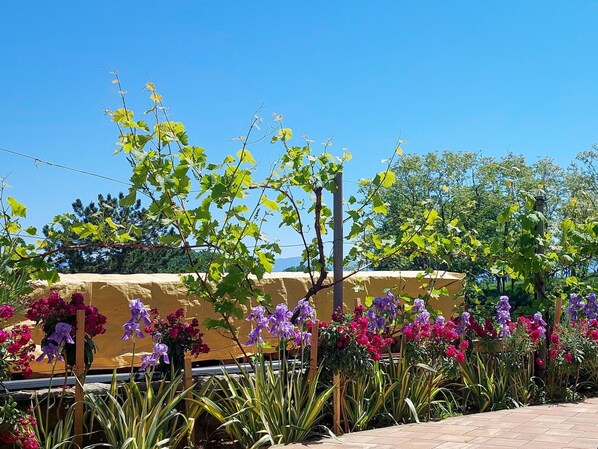 Fleur, Jaune, Pétale, Printemps, Plante À Fleurs, Jardin, Jardin Botanique, Floristique