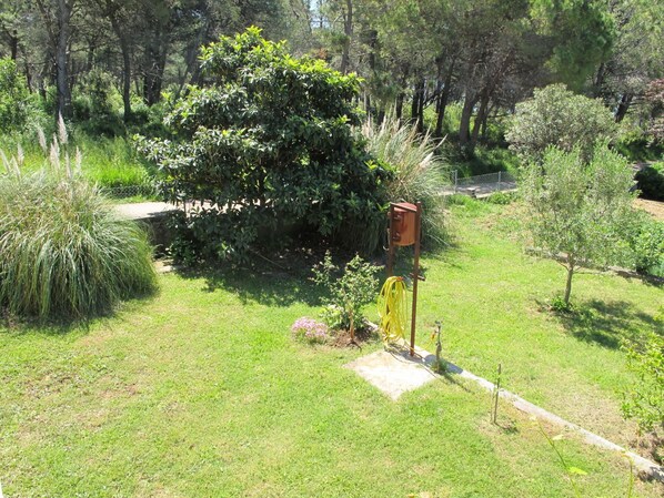 Plant, Property, Plant Community, Natural Landscape, Tree, Land Lot, Grass, Landscape, Groundcover, Grassland