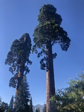 Giants just outside the cabin