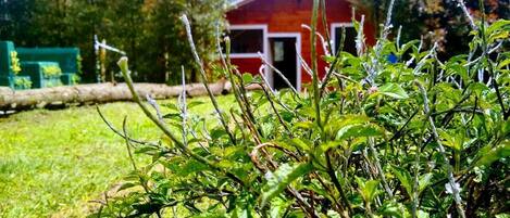 Terrasse/gårdhave