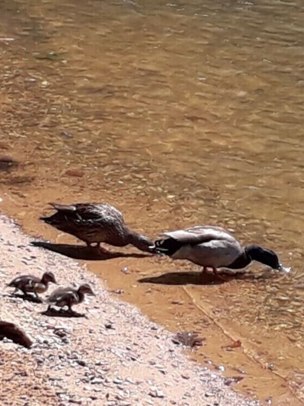 Duck family visiting Deer Beach