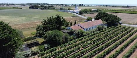 La maison vue du ciel, entre les vignes et le jardin 