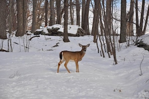 Winter in Masthope