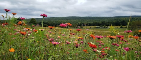 The view from Roaring Run Road