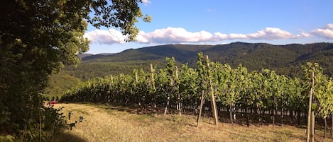 Terrenos do alojamento