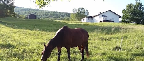 Overnattingsstedets uteområder