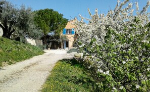 L'arrivée  bordée de cerisiers
