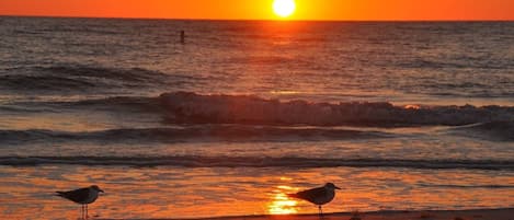 Siesta Key sunset beach 4 miles