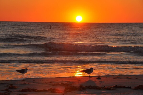 Siesta Key sunset beach 4 miles