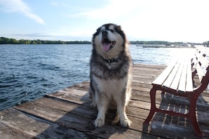 Pet-friendly