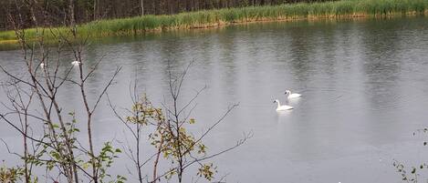 Vista para o lago