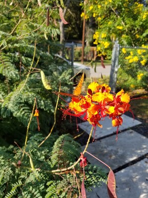 The Pride of Barbados trees provide a fiesta of vibrant colors!