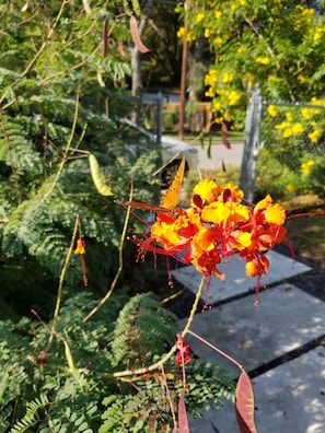 The Pride of Barbados trees provide a fiesta of vibrant colors!