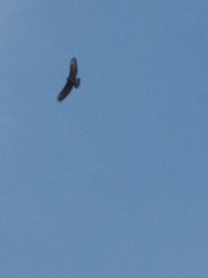 Unclassified image, 2 of 13, button