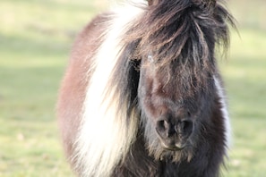 Resident Shetland Pony at Hare Cottage

