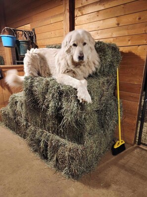 Murphy...he loves being the highest thing in the room!!