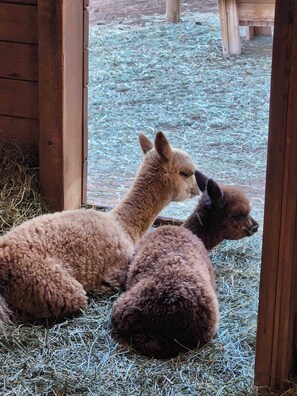 Our newest babies, Cora (L) and Coco (R), both born in October of 2024.