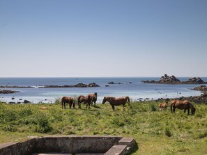 Cheval, Écorégion, Pâturage, Oseille, Mer, Cotiers Et Relief Océaniques, Côte, Océan