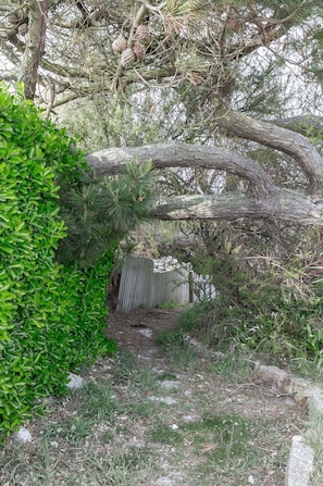 Plant, Plant Community, Branch, Natural Landscape, Tree, Wood, Trunk, Twig, Grass, Groundcover