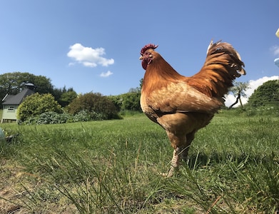 Idyllische umgebaute Scheune auf Renfrewshire Farm