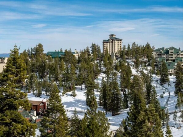 Immerse yourself in the tranquility of evergreen forests blanketed in winter snow.