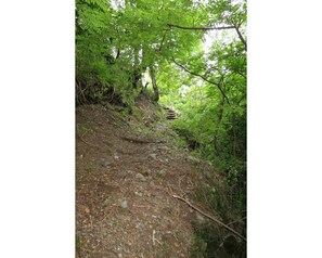 Pflanze, Pflanzengemeinschaft, Natürliche Landschaft, Baum, Zweig, Terrestrische Plant, Holz, Kofferraum, Gras, Laub