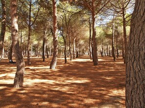 Wood, Tree, Branch, Natural Landscape, Shade, Plant, Sunlight, Trunk, Deciduous