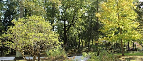 Arbre, Paysage Naturel, La Nature, Propriété, Environnement Naturel, Réserve Naturelle, Suppression Des Plantes Ligneuses, Biome, Plante, Région Sauvage