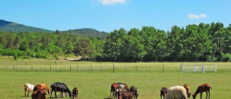 Cloud, Sky, Ecoregion, Vertebrate, Nature, Tree, Natural Landscape, Grazing, Plant