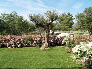 Jardin, Pelouse, Arbre, Herbe, Propriété, Cour, Paysage Naturel, Plante, Printemps, Botanique