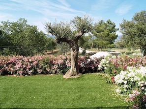 Jardin, Pelouse, Arbre, Herbe, Propriété, Cour, Paysage Naturel, Plante, Printemps, Botanique