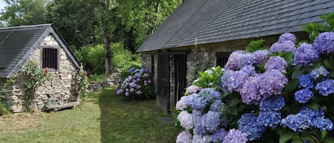 Les hortensias......