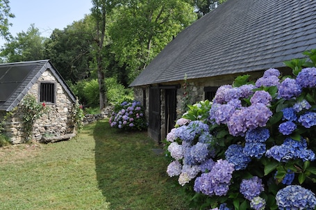 Les hortensias......