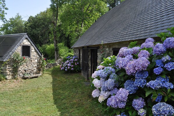 Les hortensias......