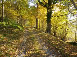 Chemin  d'automne