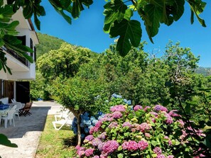 Flower, Plant, Garden, Botany, Tree, Spring, Shrub, Real Estate, Summer, Hydrangea