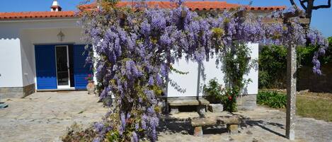 Main House, in Spring, is Wisteria time
