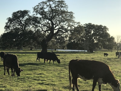 The Bird’s Nest Ranch- Come enjoy the countryside!