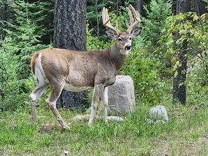 Plenty of wildlife to possibly be seen from the deck.