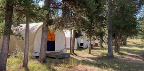 Our line up of half-pipe and canvas tents!