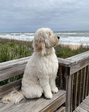 Our beach and condo are pet-friendly!