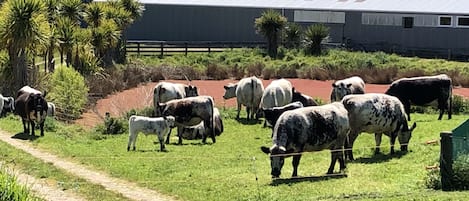 Terrenos do alojamento