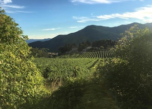 Vista desde la propiedad